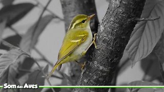 Lindo Pássaro Verde - FELOSA DE CANTÃO - Hartert's Leaf Warbler