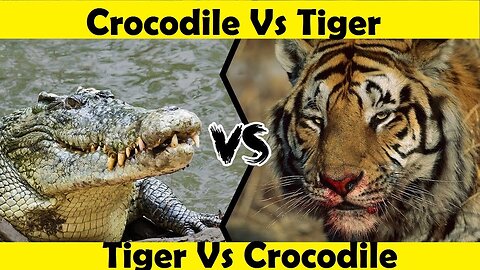 Tiger Vs Crocodile. Crocodile Attack Tiger. (Tutorial Video)