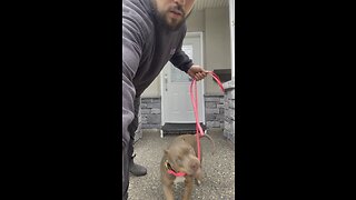 How to stop leash biting/tugging