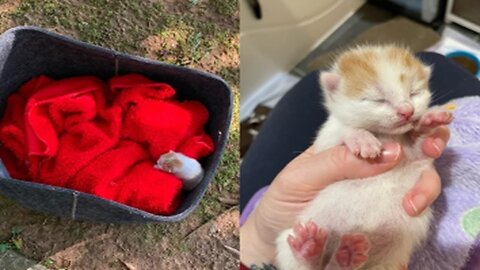 SAVE ME! Protected baby kittens of abandoned cats one day after birth Rescued