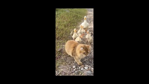 Is the leader of the duck a kitten_ Funny and lovely animals.
