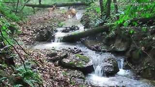 Doe with frolicking fawns