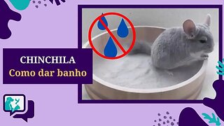 CHINCHILA: COMO DAR BANHO NA CHINCHILA / BANHO DE PÓ