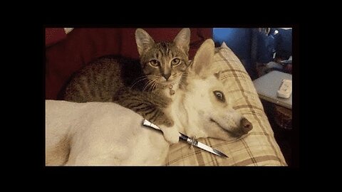 Angry Cats VS Dogs funny