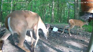 Bellas Fawn , first fawn sighting of the season 5/22/22