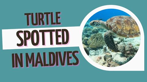 Turtle Spotted | Diving | #maldives #turtle #underwater