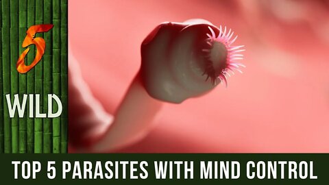 Top 5 Parasites With Mind Control Powers | 5 WILD