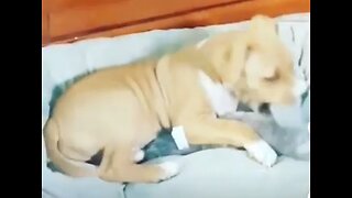 Cute puppy playing with toy