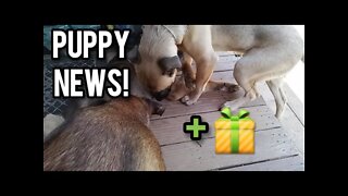 Puppy News and a Prezzie! - Ann's Tiny Life and Homestead