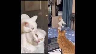 Funniest Animal Videos 😂-Funny cats