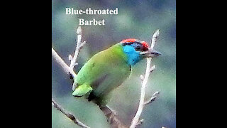 Blue-throated Barbet bird video