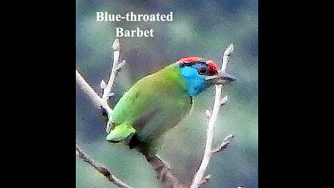 Blue-throated Barbet bird video