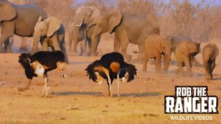 African Elephants Come To Drink | Kruger National Park