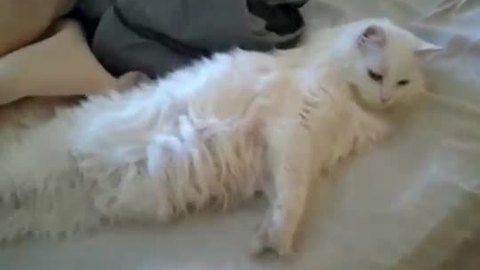 Cat wakes up in most precious way imaginable