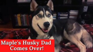 #shorts My Dogs Go Nuts When Husky Comes Over