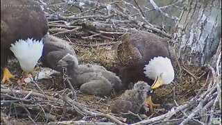 Hays Bald Eagles Mom feeds H16 H17 Dad Feeds H18 2022 04 12 16:48-17:10