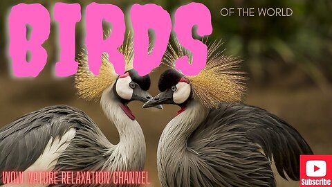 Birds Of The World 4K - Scenic Wildlife Film With Calming Music