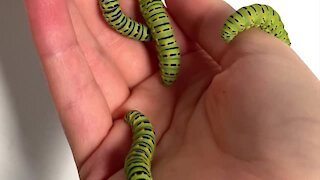 Handful of chubby caterpillars are surprisingly cute