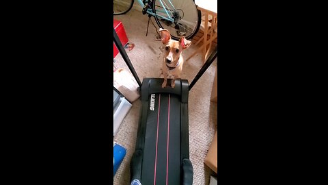 My Chihuahua Playing On a Treadmill