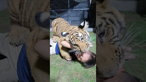 Tiger playing with Kids