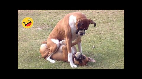 Try Not To Laugh Dogs And Cats 2024 - Funniest Animals Video