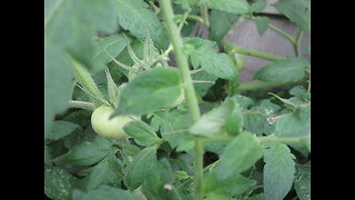 Nutrient Dense Tomato Sept 2022