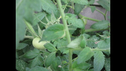 Nutrient Dense Tomato Sept 2022