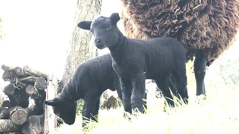 Today’s check in,on little black lambs.Both doing great despite weather