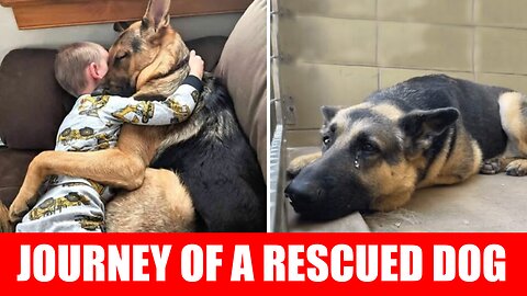 From Neglect to Joy: A Rescued Dog's Heartwarming Bond with Their New Family 🐾❤️
