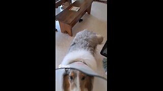 Rough Collie Attacks with Cone