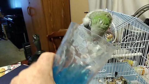 Fuzzy the rescue parrot likes gatoraid