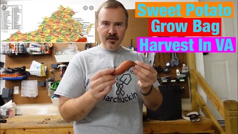 Sweet Potato Grow Bag Harvest In VA