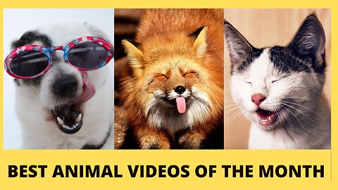 Best Animal Videos Of The Month Funny Animal Videos 2023