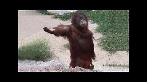 Laugh a Lot With The Funny Moments Of Monkeys 🐵 Funniest Animals Video