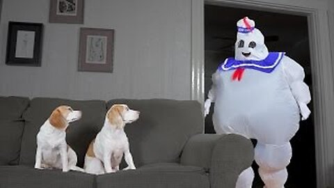 Dogs vs. Dancing Marshmallow Puft Man: Funny Dogs Maymo & Penny