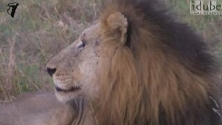 Male Lion Roaring (The Sound of Africa)