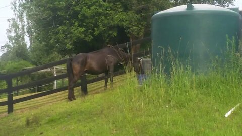 The old horse and the new horse Part II - after Angel spooked she followed my son back down