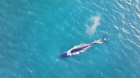 Fin whale Ireland