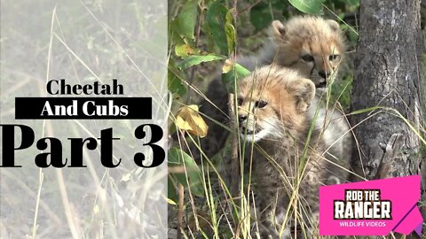 Cheetah And Cubs Part 3: Mum Limping?