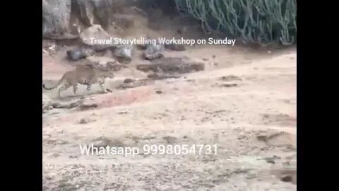 Leopard sighting at Kambeshwar Mahadev Bera