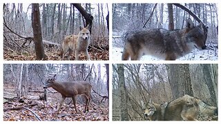 Trail camera series. One of the best episode so far, taken from 02 to 14.12.2022 Some great captures