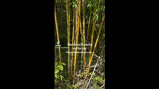 Premier Banboo Nursery In Florida - Bamboo Plants In Pots - wholesale - Retail - Bamboo 407-777-4807