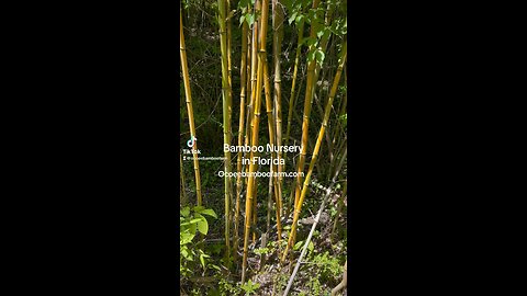 Premier Banboo Nursery In Florida - Bamboo Plants In Pots - wholesale - Retail - Bamboo 407-777-4807