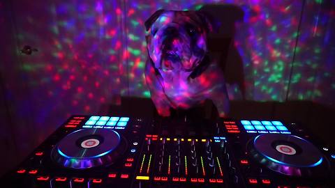 English Bulldog throws a house party