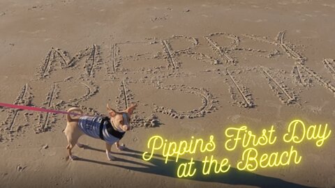 Christmas Day and Pippin's First Day at the Beach