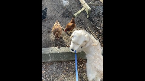 Golden retriever meeting chickens