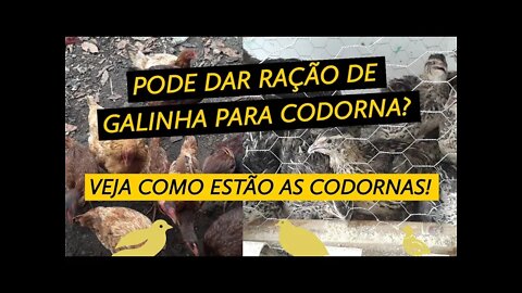 PODE DAR RACÃO DE GALINHA PARA CODORNA? VEJA COMO ESTÃO AS CODORNAS