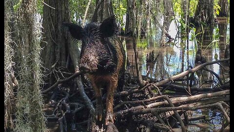 Feral Hog Attacks! Swine More Dangerous Than Sharks, Bears.