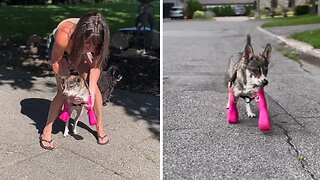 Two-legged Senior Dog Loves Her New Pink 3d Legs
