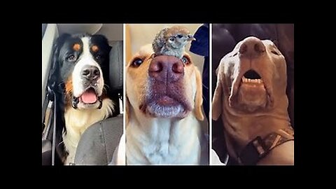 Ultimate Funny DOGS Compilation!